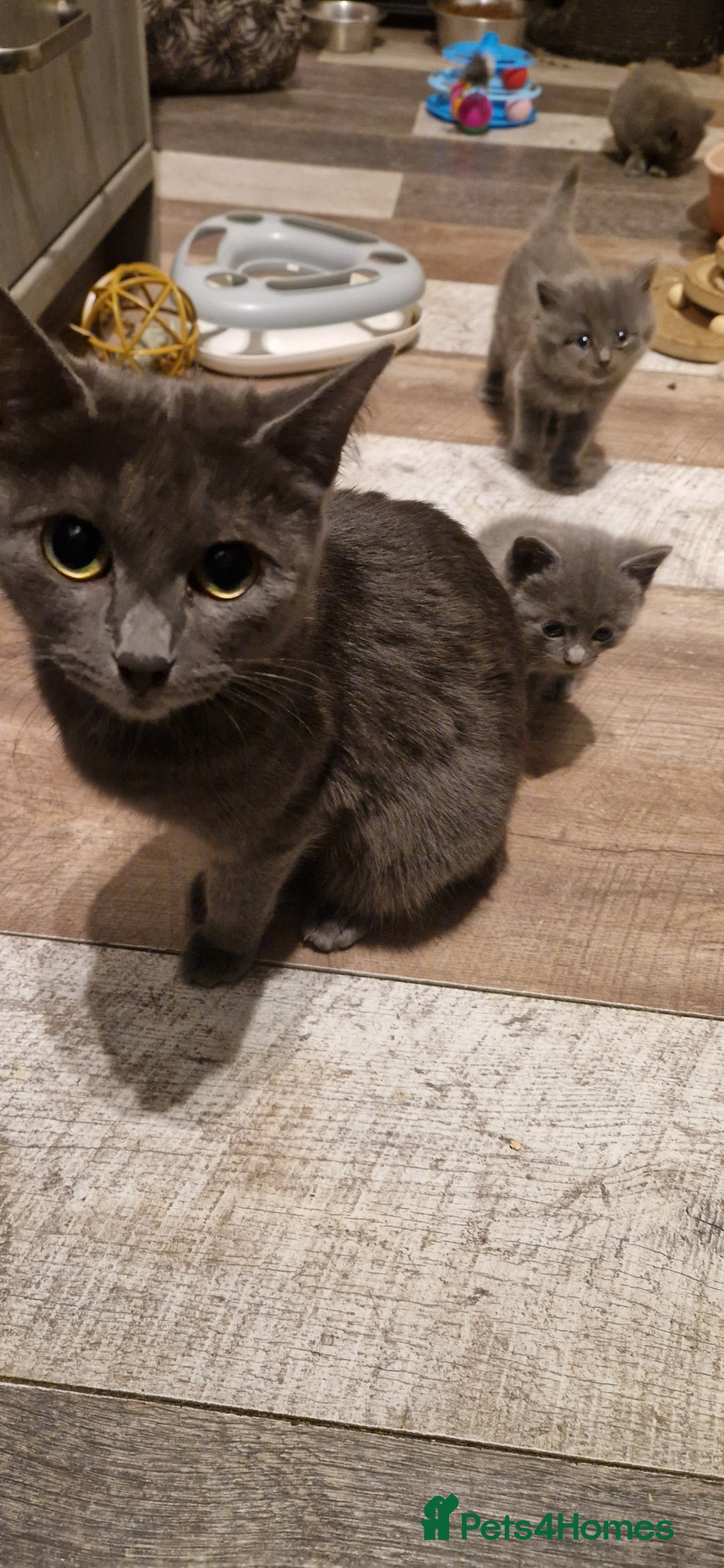 Mixed Breed cats for sale: Ragdoll cross - Advert 5