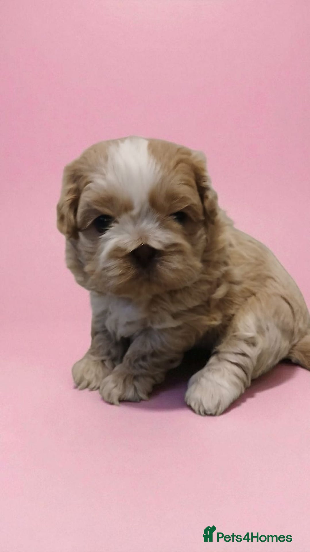 Shih Tzu dogs for sale: ✨️Exceptional Imperial Litter Ready Mid December✨️ - Advert 11