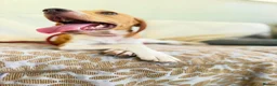 Mixed Breed dogs for adoption: Gretchen is ready to steal your heart in Newton Abbot - Advert 5