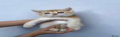 Scottish Fold 1