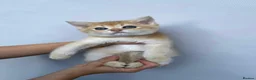 Scottish Fold cats for sale:  PUREBRED SCOTTISH FOLD GOLDEN CHINCHILLA KITTENS  - Advert 16