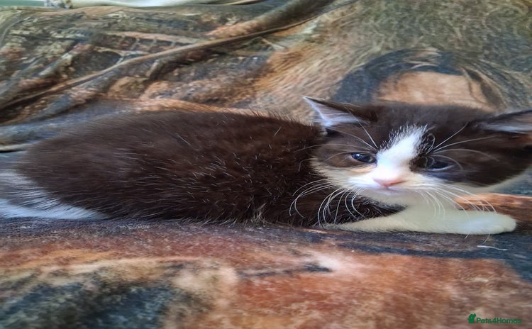 Mixed Breed cats - Advert 13