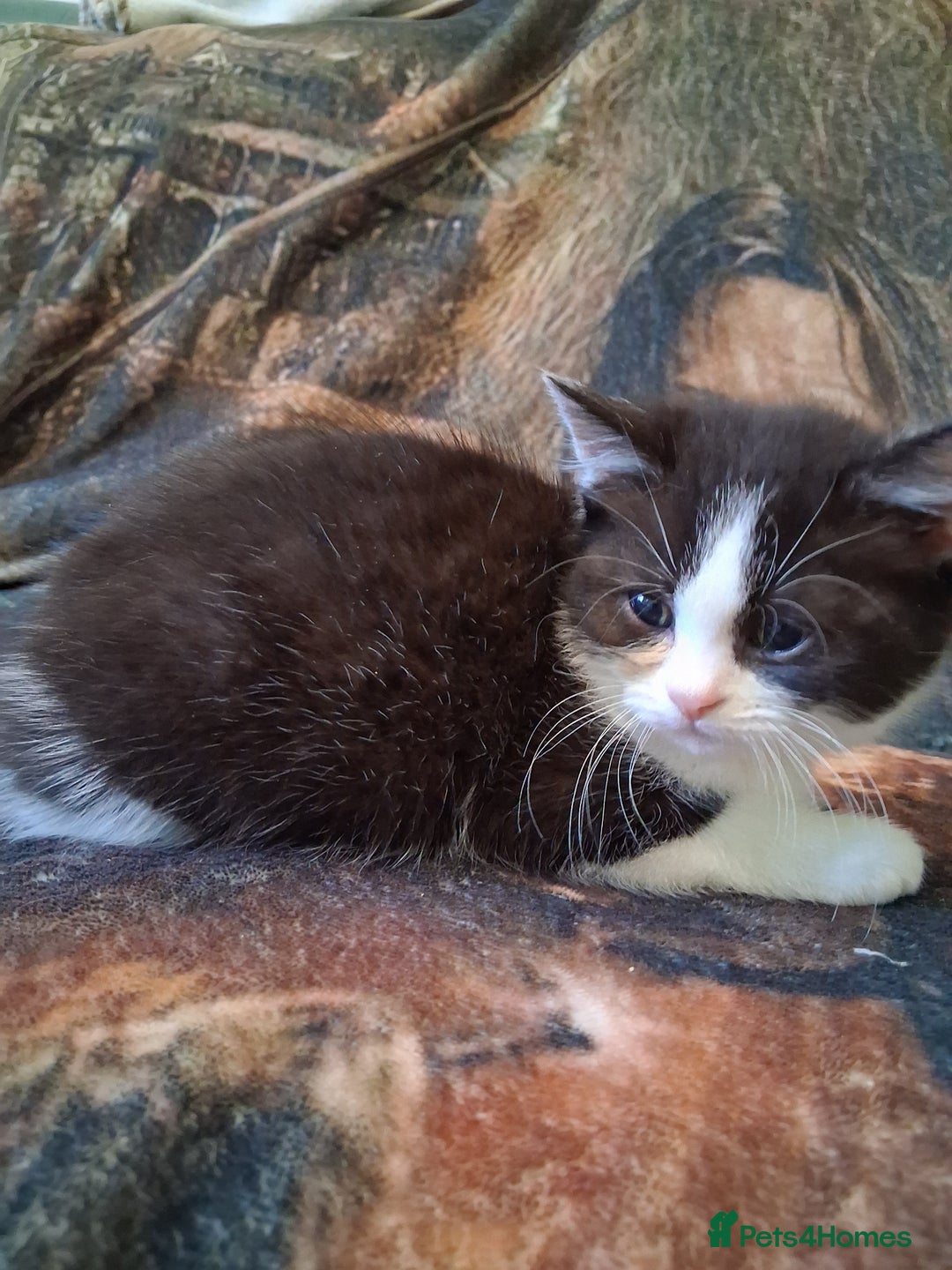 Mixed Breed cats for sale: Scottish straight cross kittens  - Image 5