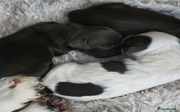 Cocker Spaniel dogs for sale: 7 pups 4 girls 3 boys  - Image 8