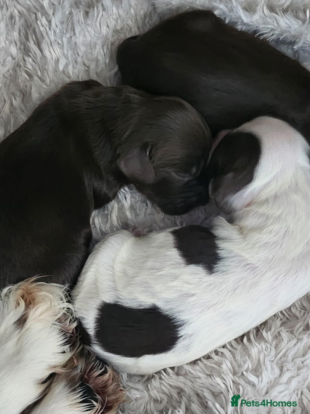 Cocker Spaniel dogs for sale: 7 pups 4 girls 3 boys  - Image 8
