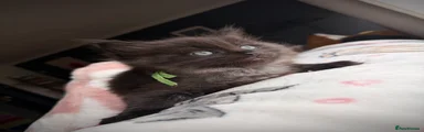 Ragcoon Kitten 2