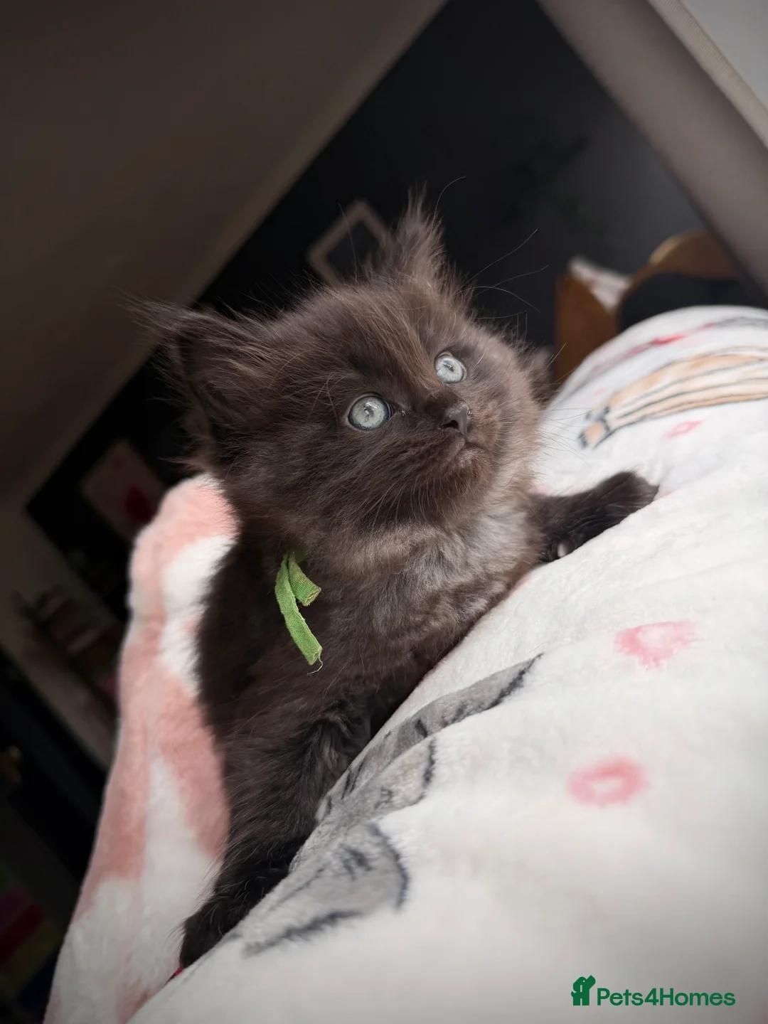 Ragcoon cats for sale: Black Smoke Ragcoon Kittens in Dunfermline - Advert 2