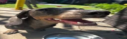 Dachshund dogs for sale: Rehoming Cookie in London - Advert 1