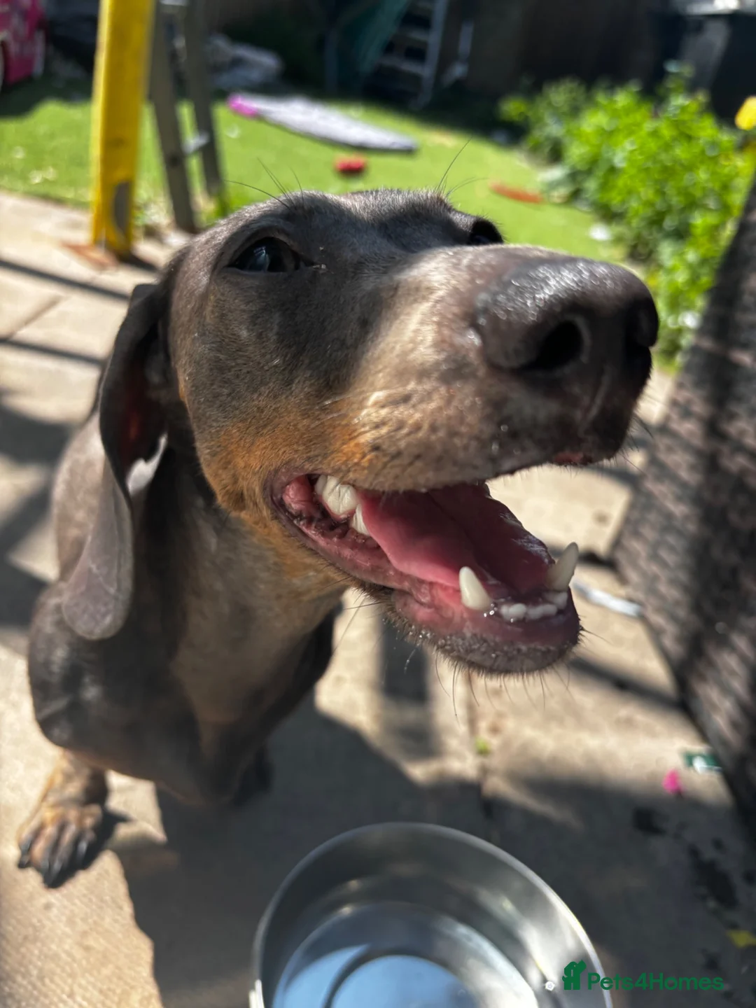 Dachshund dogs for sale: Rehoming Cookie in London - Advert 1