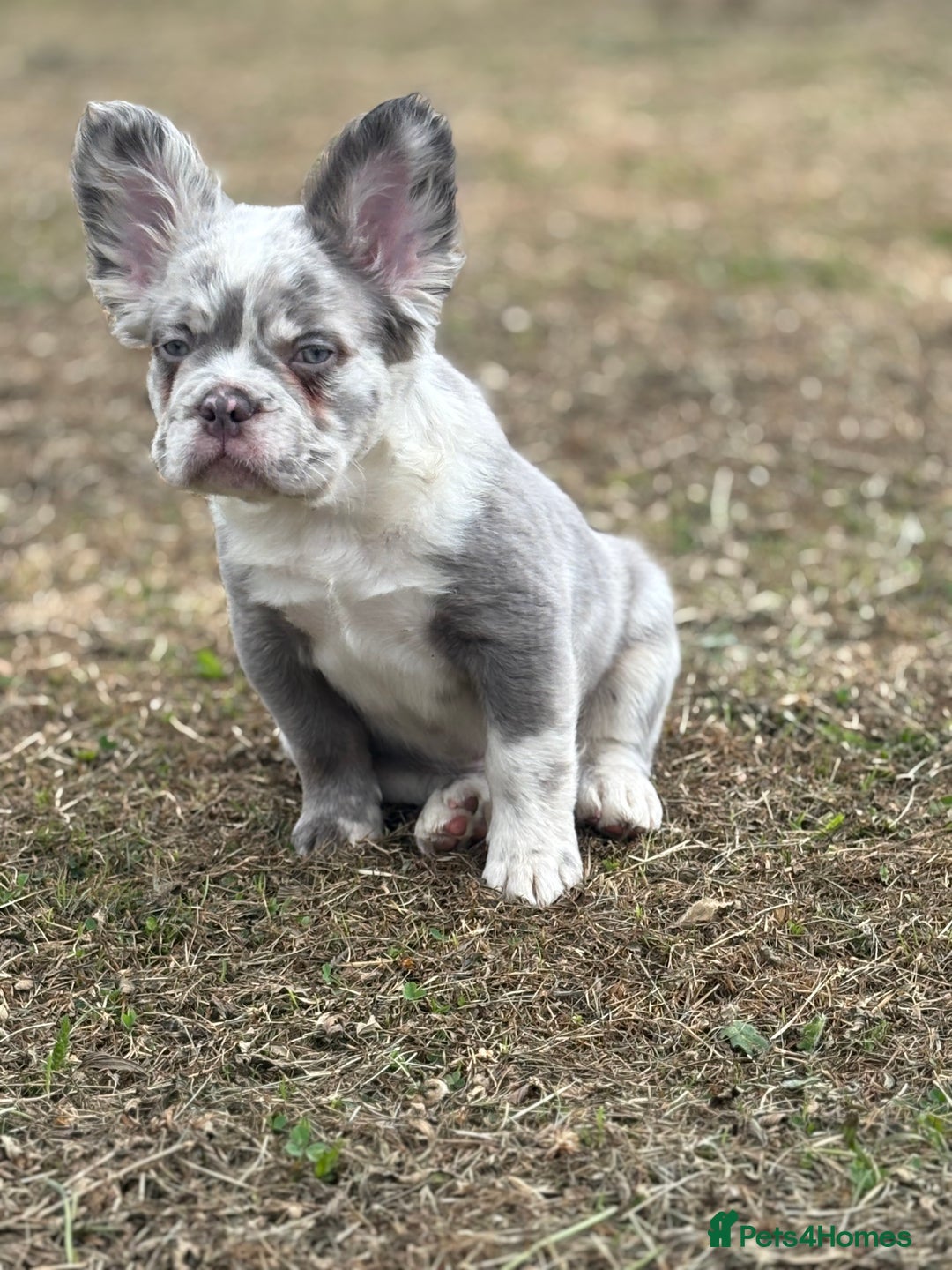 French Bulldog dogs for sale: french bulldogs fluffy.. - Image 24