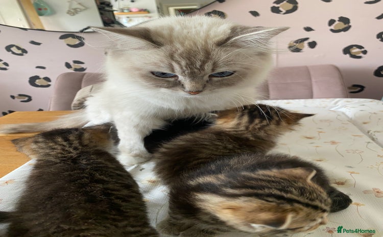 RagaMuffin cats - Advert 1