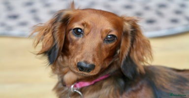 Miniature Dachshund dogs - Advert 8