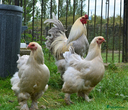 Chickens poultry - Advert 3