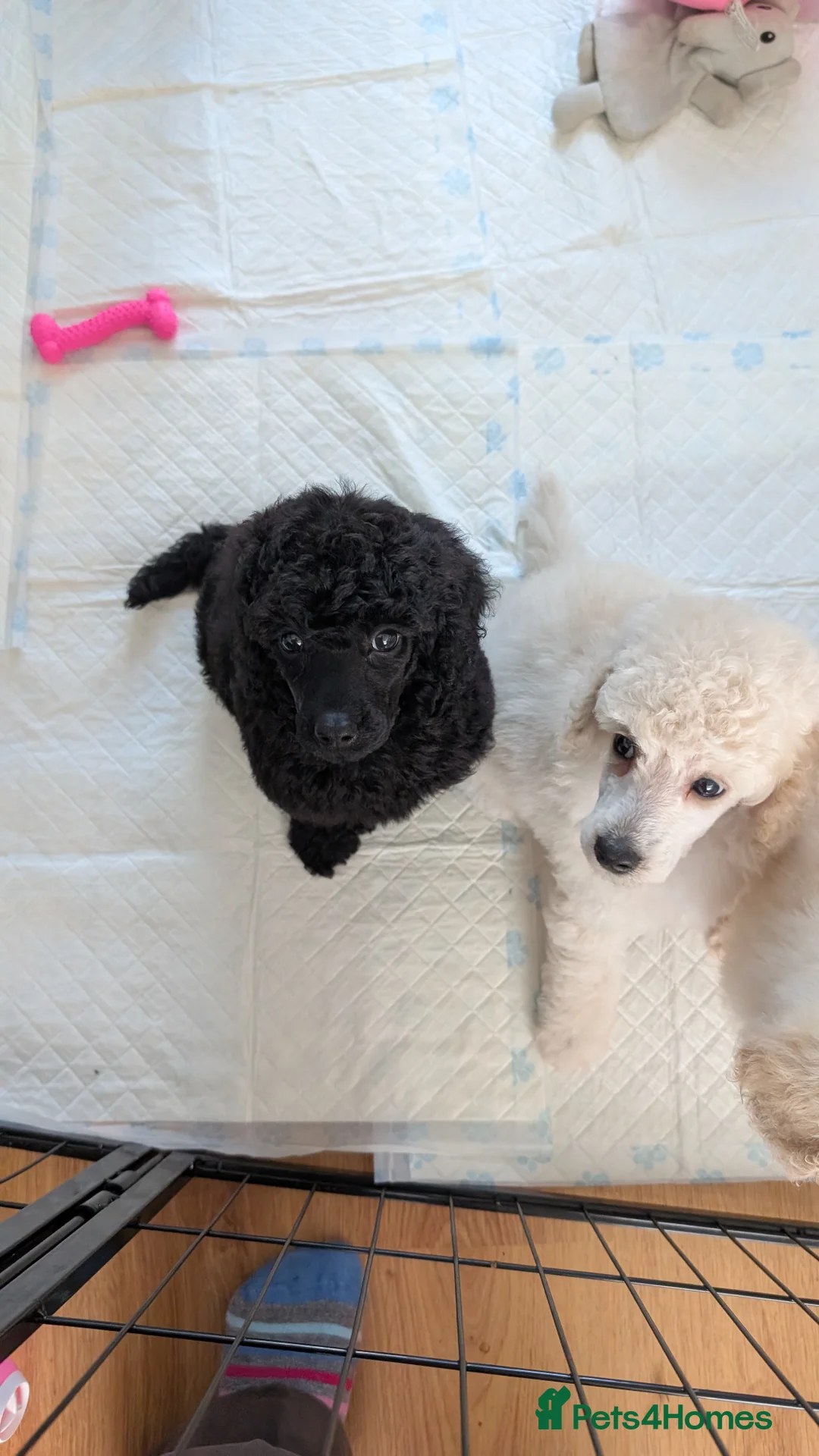 Mixed Breed dogs for sale: Exceptional moyen poodle puppies  - Advert 2