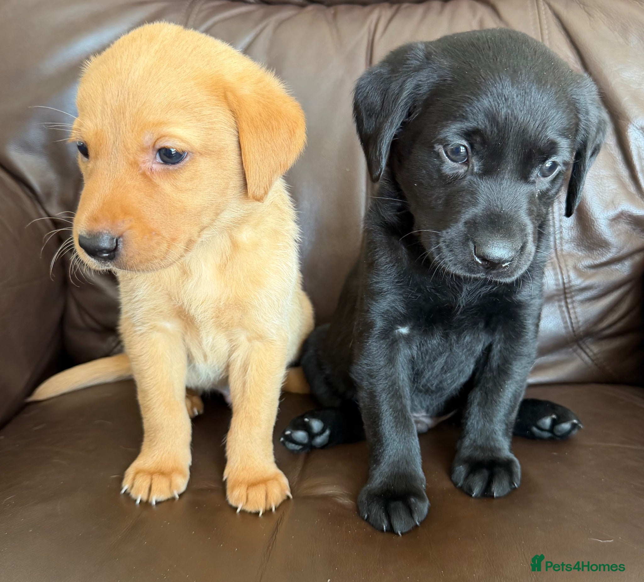 Labrador Retriever dogs Labrador puppies  - Advert 1
