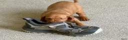 Hungarian Vizsla dogs for sale: Hungarian Vizslas - Advert 13