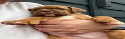 Dogue De Bordeaux dogs for sale: Dogue de Bordeaux 🐶 last 4 remaining 💙💙🩷🩷 - Advert 12