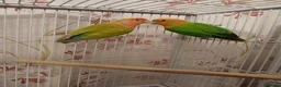 Lovebirds birds for sale: Lovebird pairs £60 pair. Blue lovebirds £60 each - Advert 1