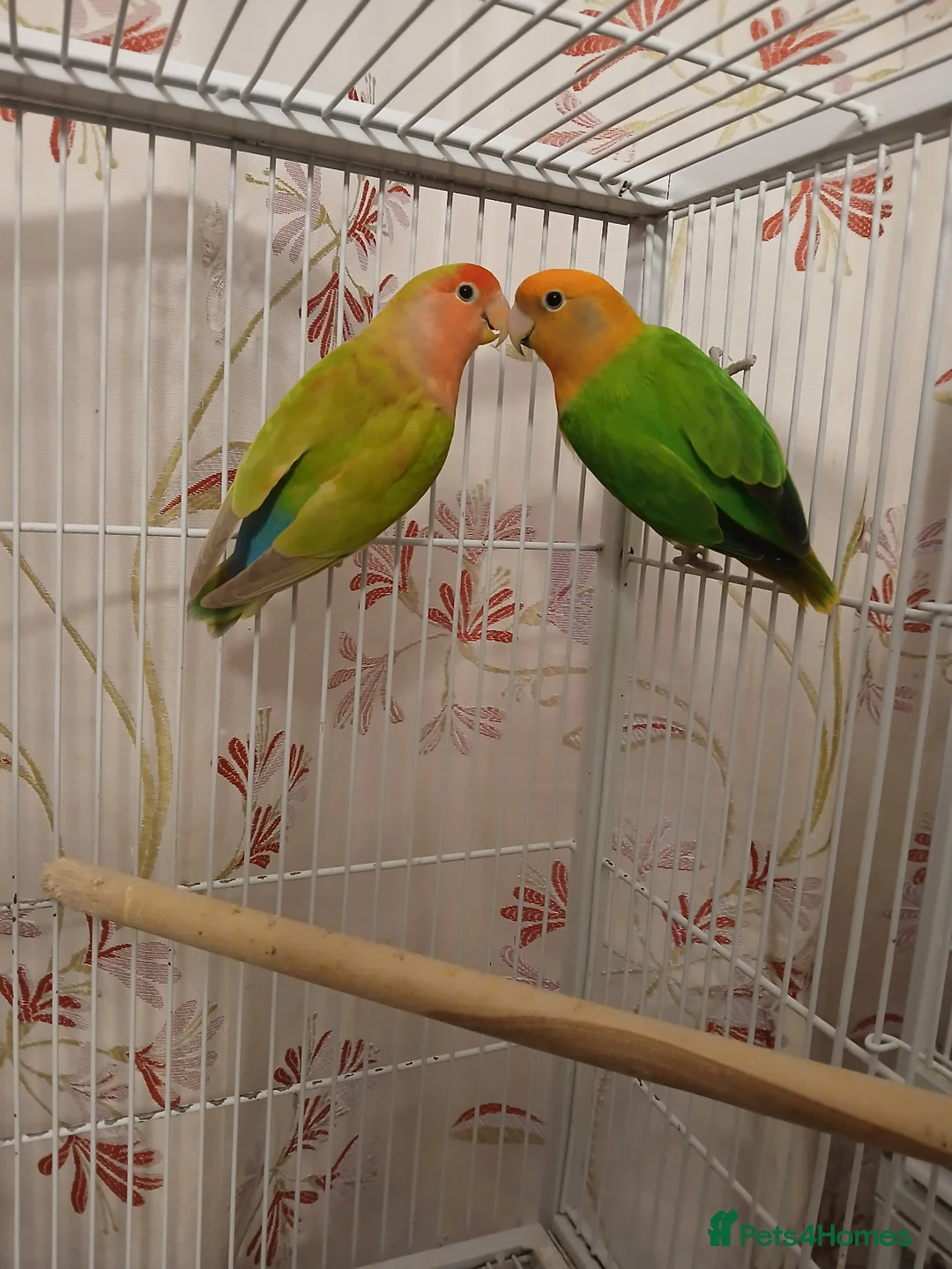Lovebirds birds for sale: Lovebird pairs £60 pair. Blue lovebirds £60 each - Advert 1