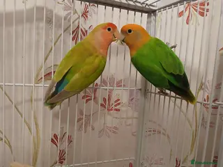 Lovebirds birds Lovebird pairs £60 pair. Blue lovebirds £60 each - Advert 10