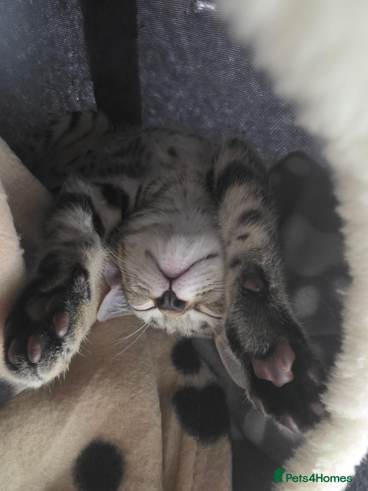 Mixed Breed cats Beautiful kittens ready for new homes - Advert 2