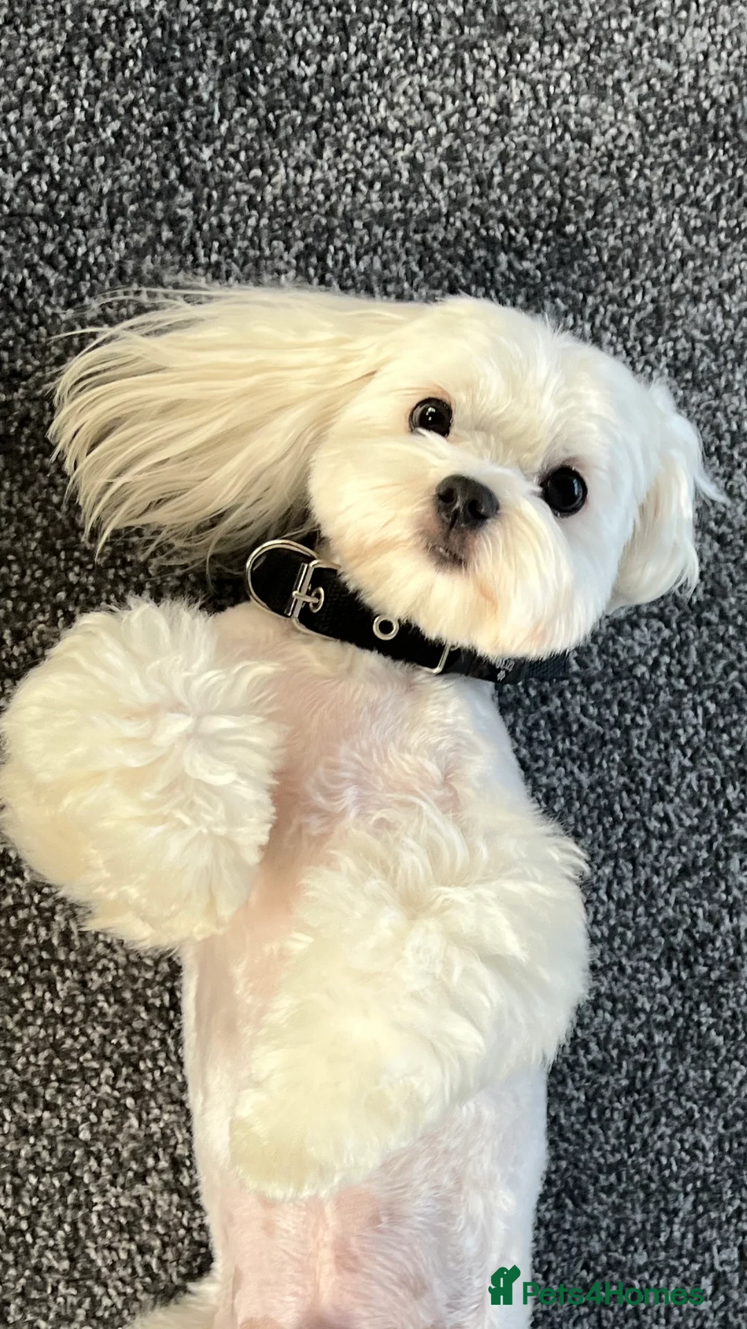 Maltese dogs for stud: 🐶KC registered-Experienced Maltese dog for stud🐶 in Grays - Advert 6