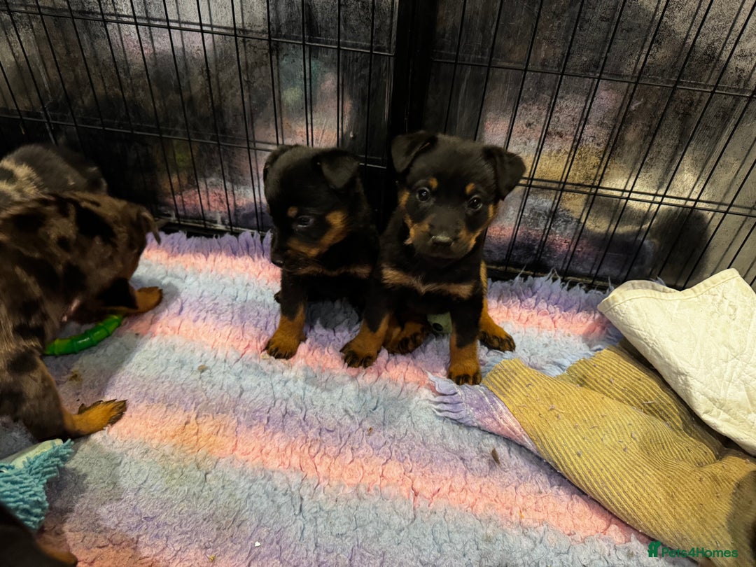 Beauceron dogs for sale: Health tested KC registered beauceron - Advert 9