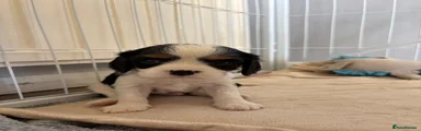 Cavalier King Charles Spaniel 1