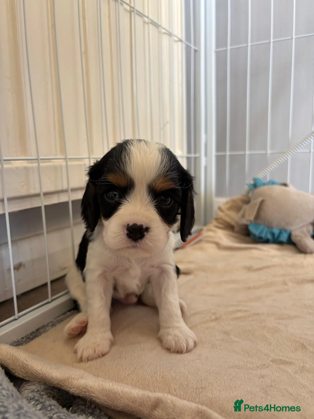 Cavalier King Charles Spaniel dogs for sale: DNA Tested Cavalier King Charles Puppies READY NOW - Advert 13