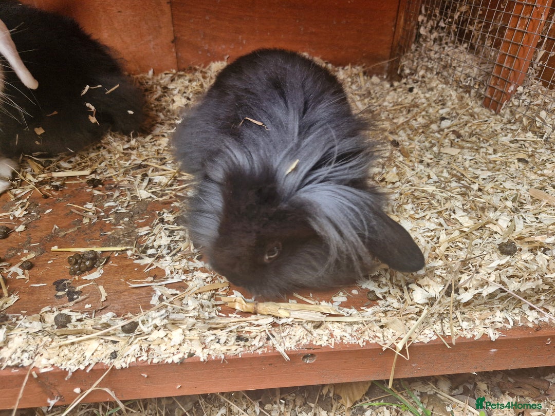 Lionhead rabbits for sale: 2 little sisters looking for their forever home - Image 4