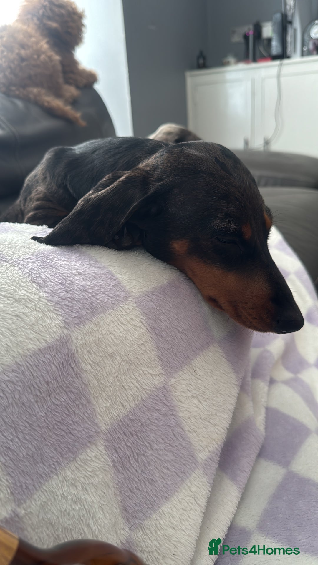 Miniature Dachshund dogs for sale: One adorable piebald male dachshund ready to go  - Advert 11