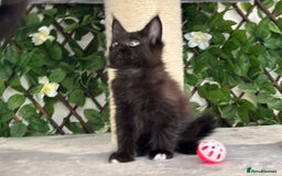 Maine Coon cats for sale: Tica Stunning Kittens  - Image 37