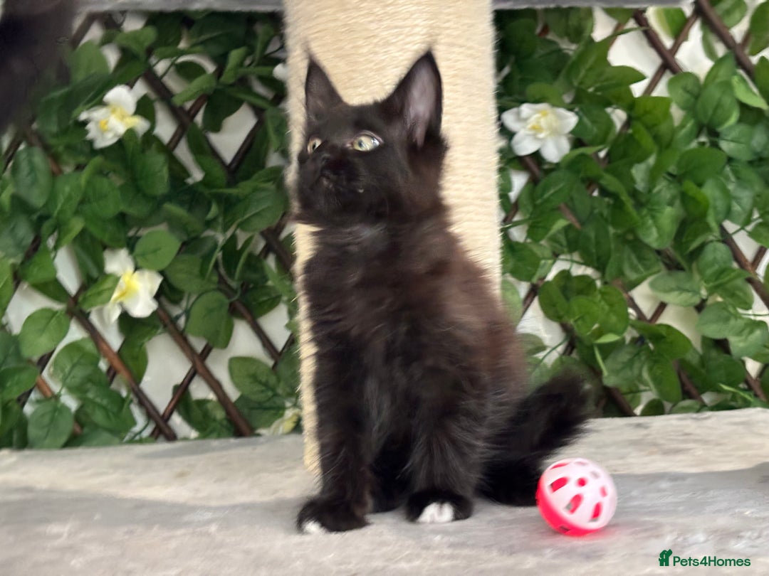 Maine Coon cats for sale: Tica Stunning Kittens  - Image 37