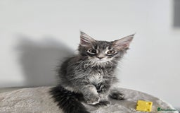 Maine Coon cats for sale: Maine coon female  - Image 2