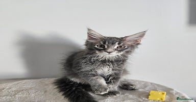 Maine Coon cats - Advert 6