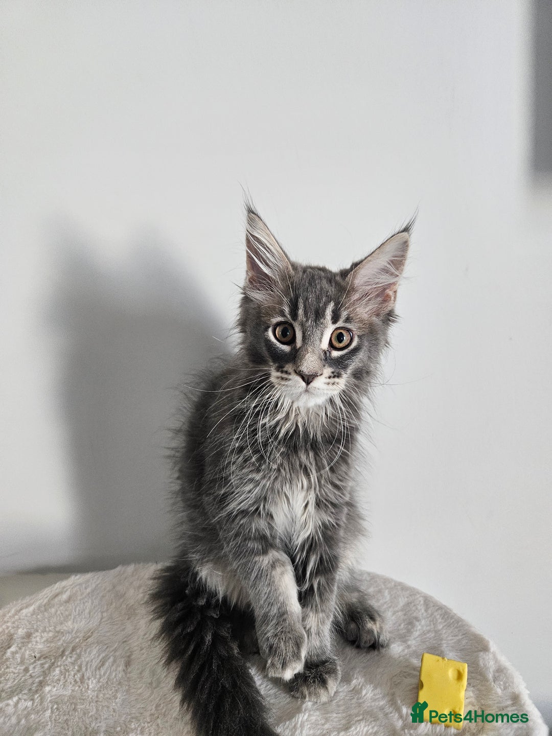 Maine Coon cats for sale: Maine coon female  - Image 2