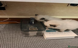 Ragdoll cats for sale: Title: Pure and  Fluffy Pedigree Ragdoll Kittens - Image 10