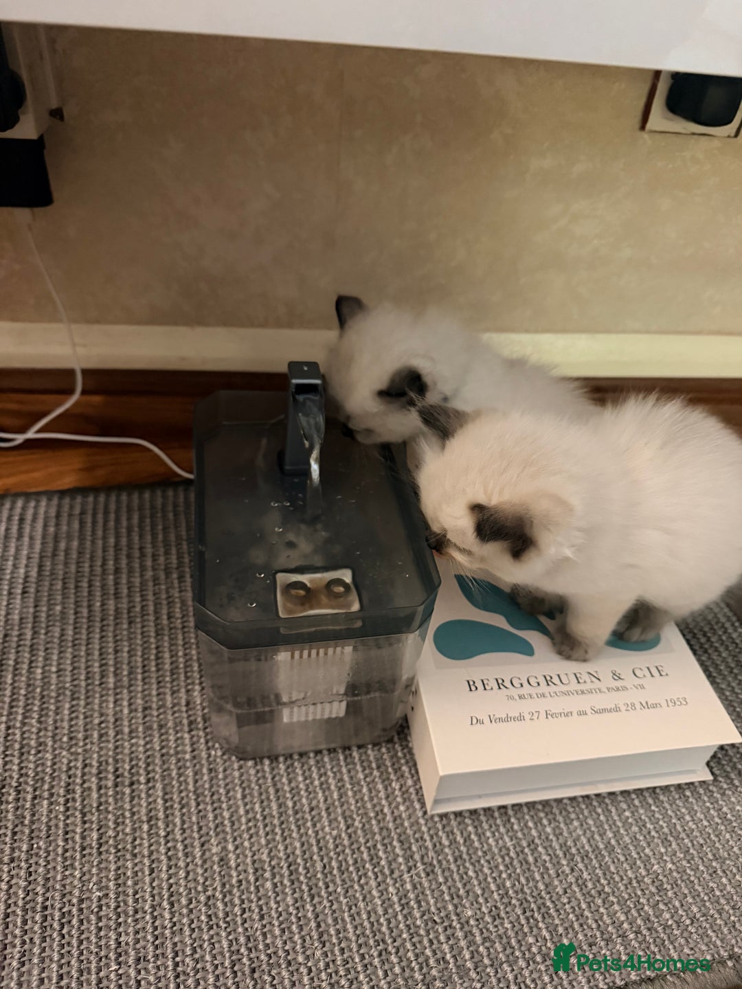 Ragdoll cats for sale: Title: Pure and  Fluffy Pedigree Ragdoll Kittens - Image 10