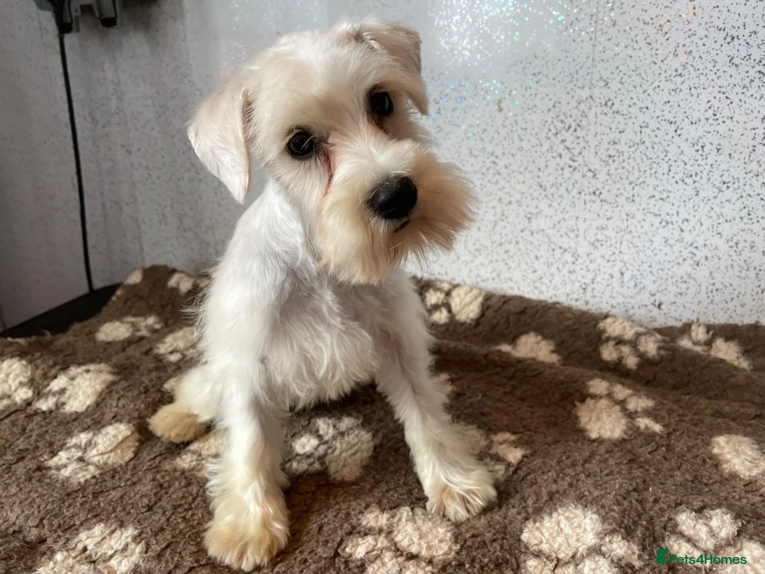 Miniature Schnauzer dogs for sale: Miniature schnauzer  - Advert 1