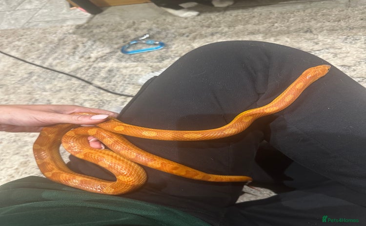 Corn Snake reptiles in Birmingham - Advert 14