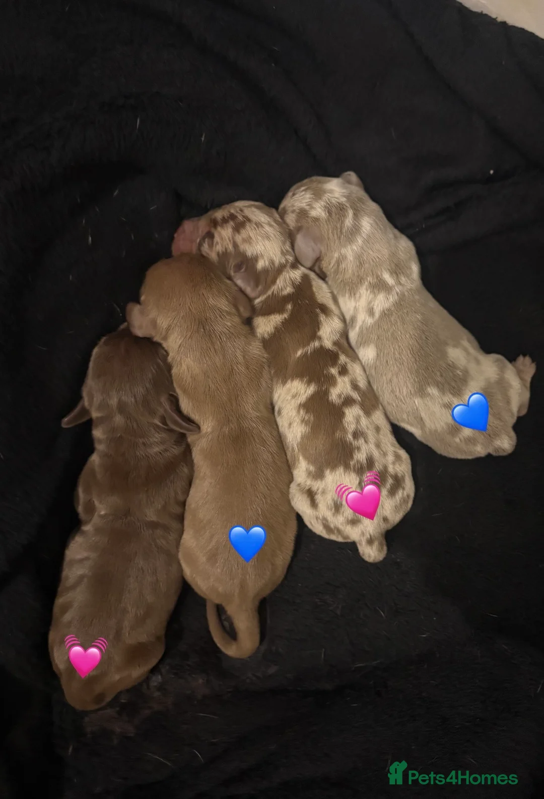 Miniature Dachshund dogs for sale: Miniature Dachshund Pups looking for Loving Homes - Advert 2