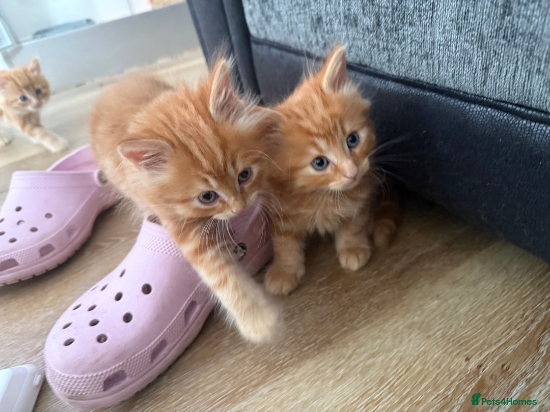Persian cats for sale: Ginger boys 💚 - Image 4