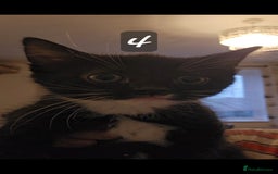 Mixed Breed cats for sale: Kittens  - Image 12