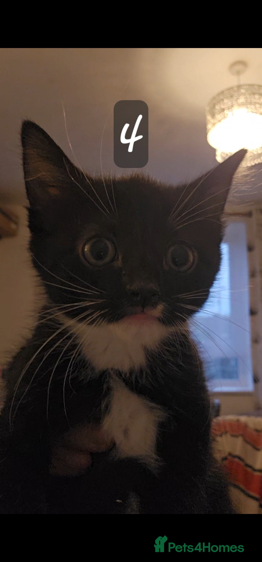 Mixed Breed cats for sale: Kittens  - Image 12