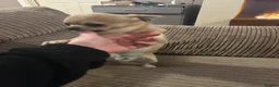 Chihuahua dogs for sale: Chihuahua male for sale in Widnes - Advert 3