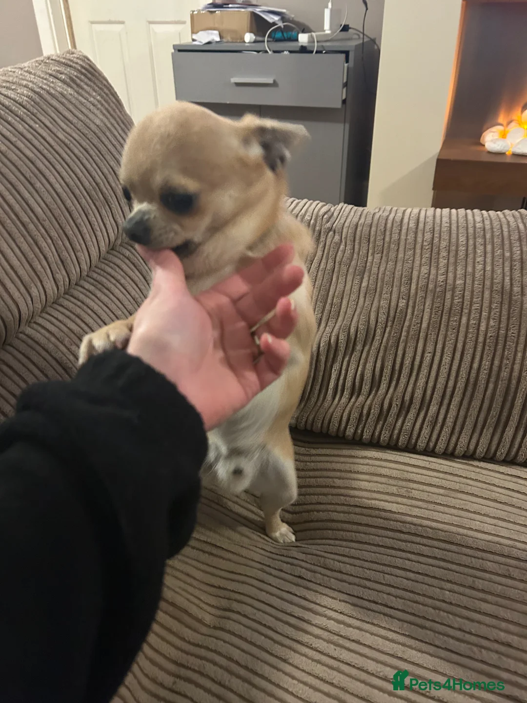 Chihuahua dogs for sale: Chihuahua male for sale in Widnes - Advert 3