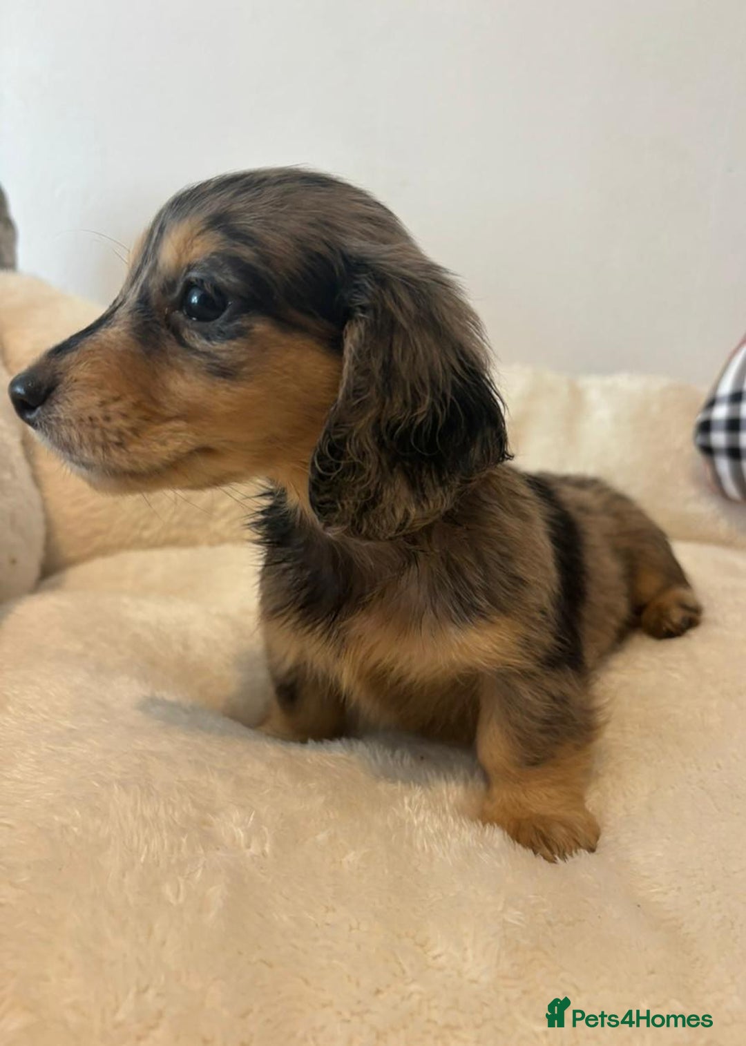 Dachshund dogs for sale: Dachshund long haired miniature - Image 14