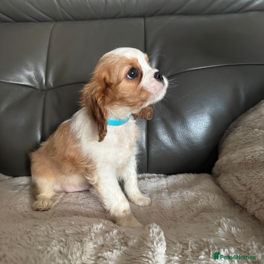 Cavalier King Charles Spaniel dogs for sale: Stunning cavalier King Charles puppies home bred - Advert 5