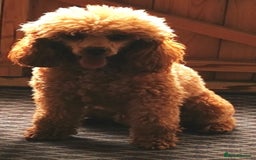 Toy Poodle dogs for sale: Outstanding quality KC Reg Toy poodle puppies  - Image 14