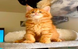 Maine Coon cats for sale: Maine Coon XXXL - Advert 16